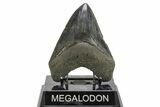 Serrated Fossil Megalodon Tooth - South Carolina #296053-2